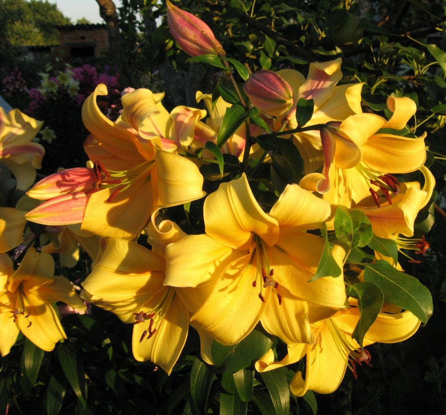 Лилия Восточная махровая Гранд Амор