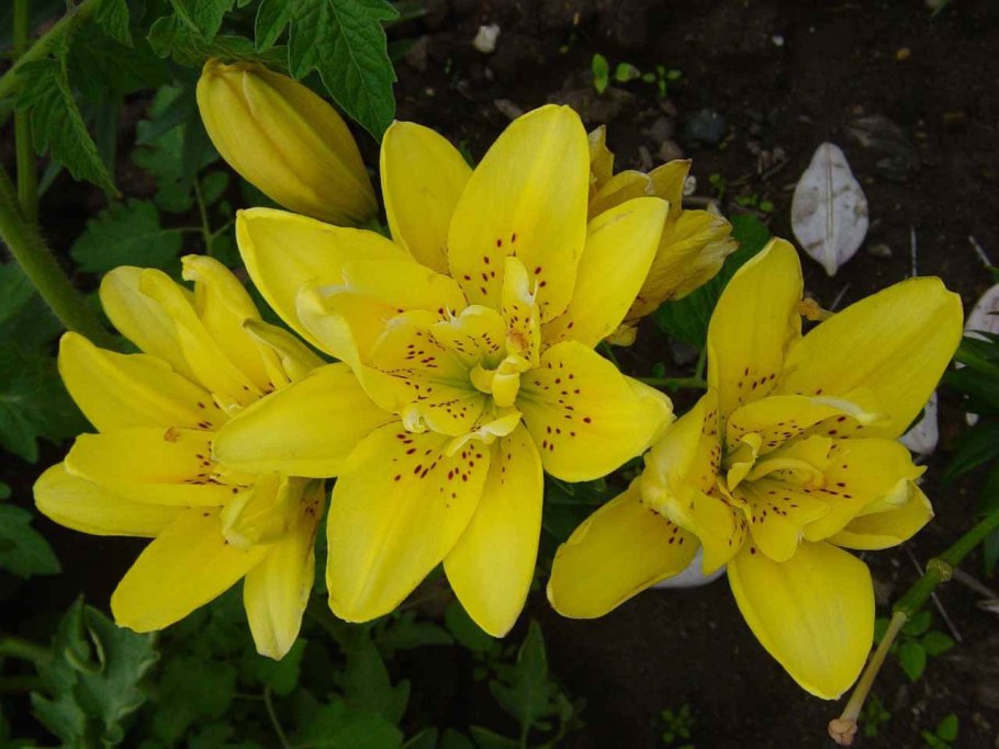 Лилия орания (от-гибрид)