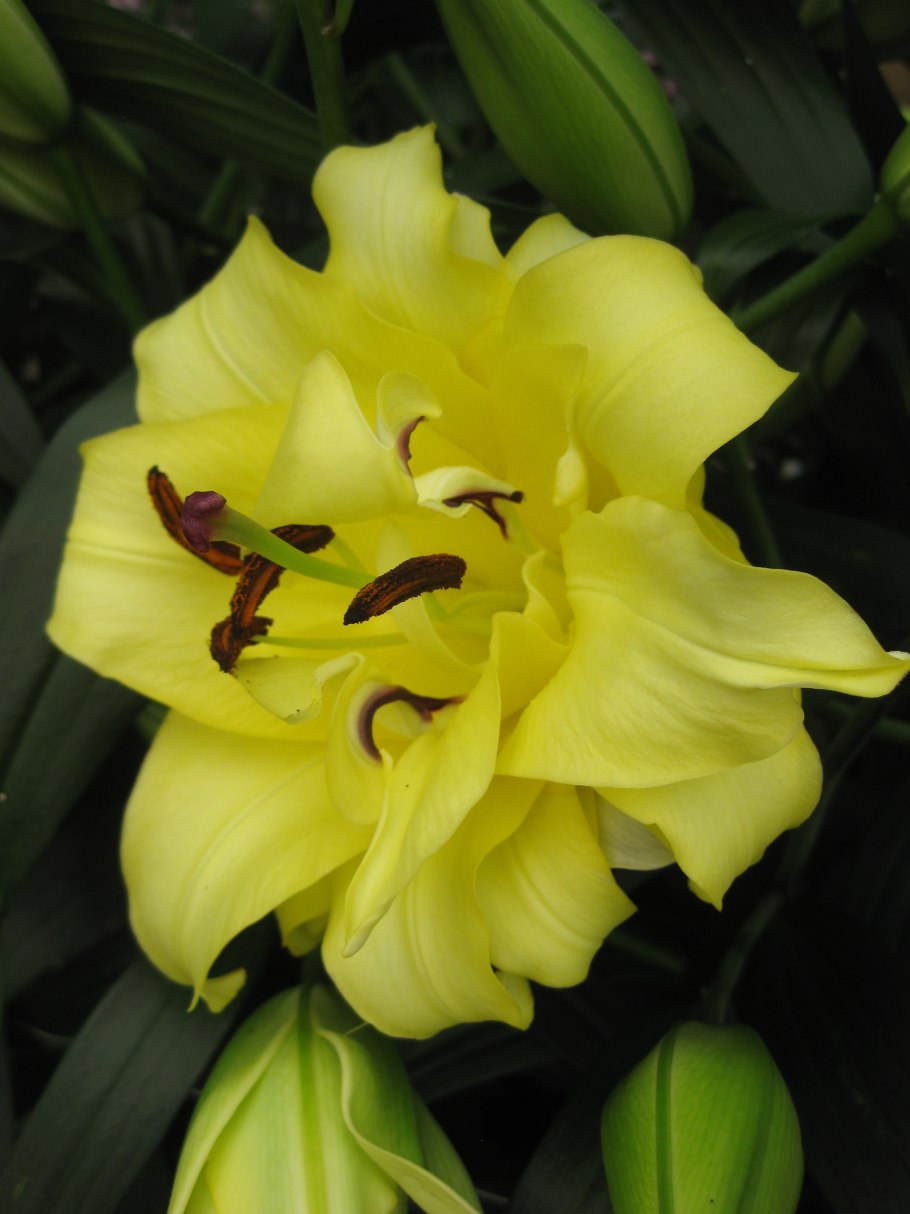 Лилия махровая Экзотик Сан