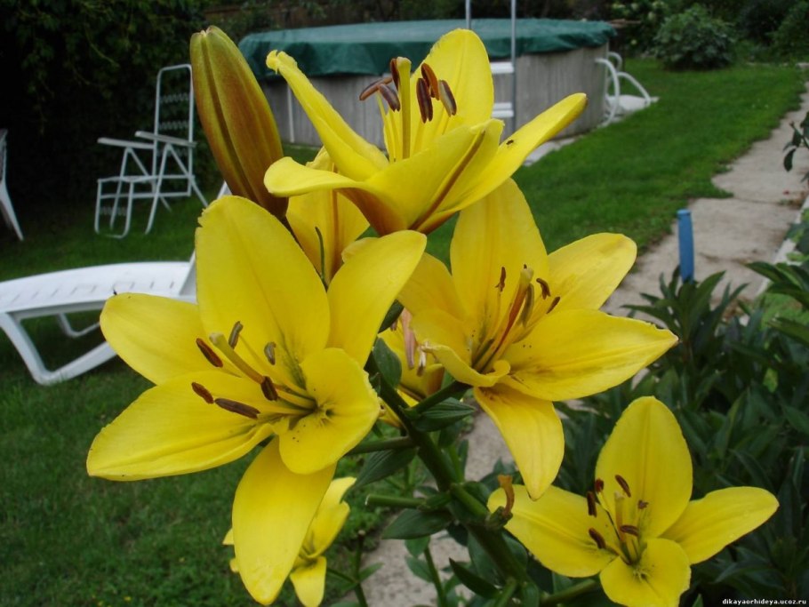 Жёлтый махровые Лилия пирамидальной