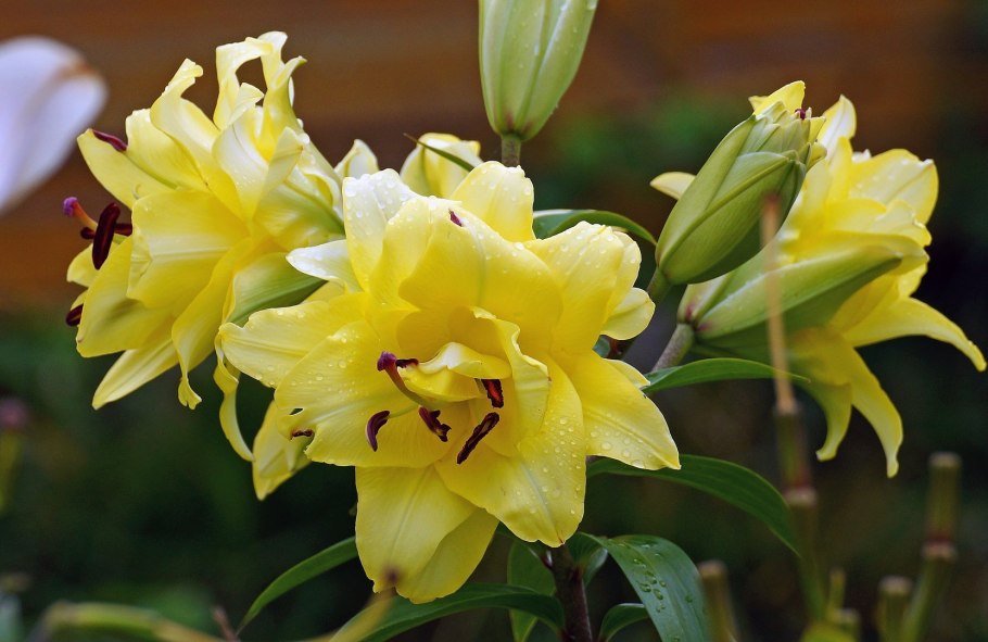 Лилия exotic Sun (Экзотик Сан)