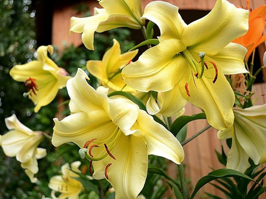 Лилия Еллоу Блейз