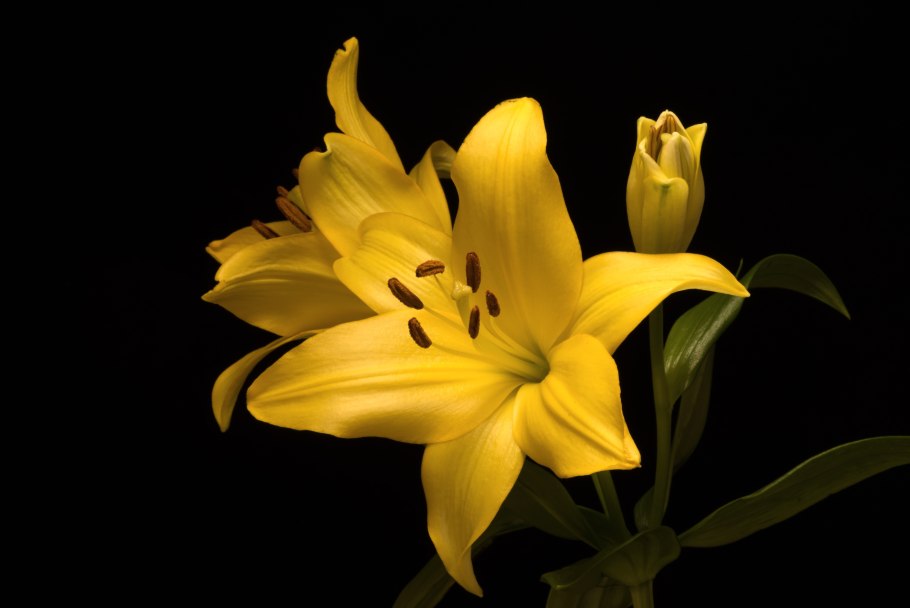 Лилия азиатская махровая фата Моргана