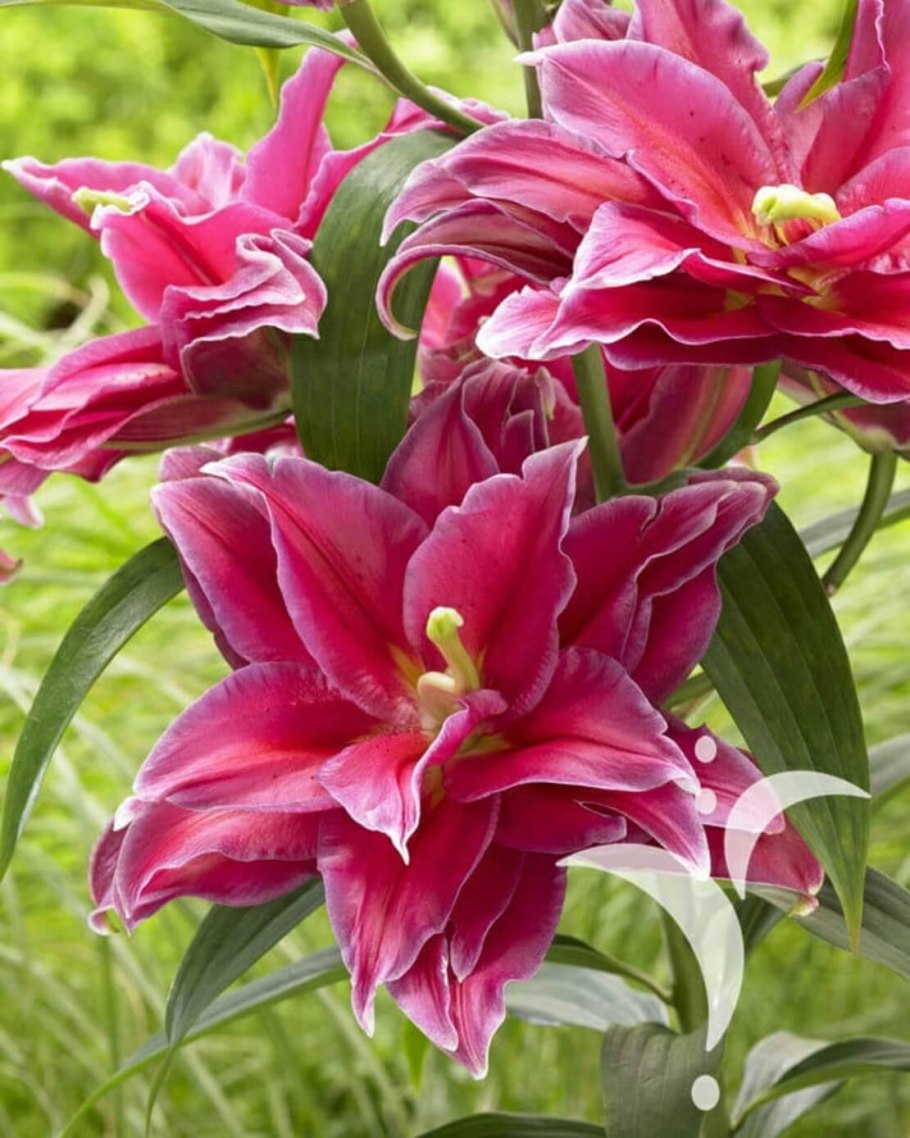 Лилия азиатская махровая фата Моргана