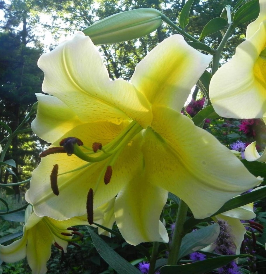 Красивые клумбы с лилиями