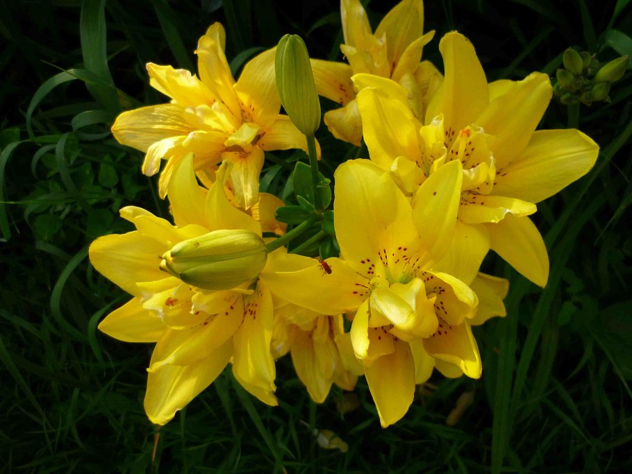 Лилия fata Morgana