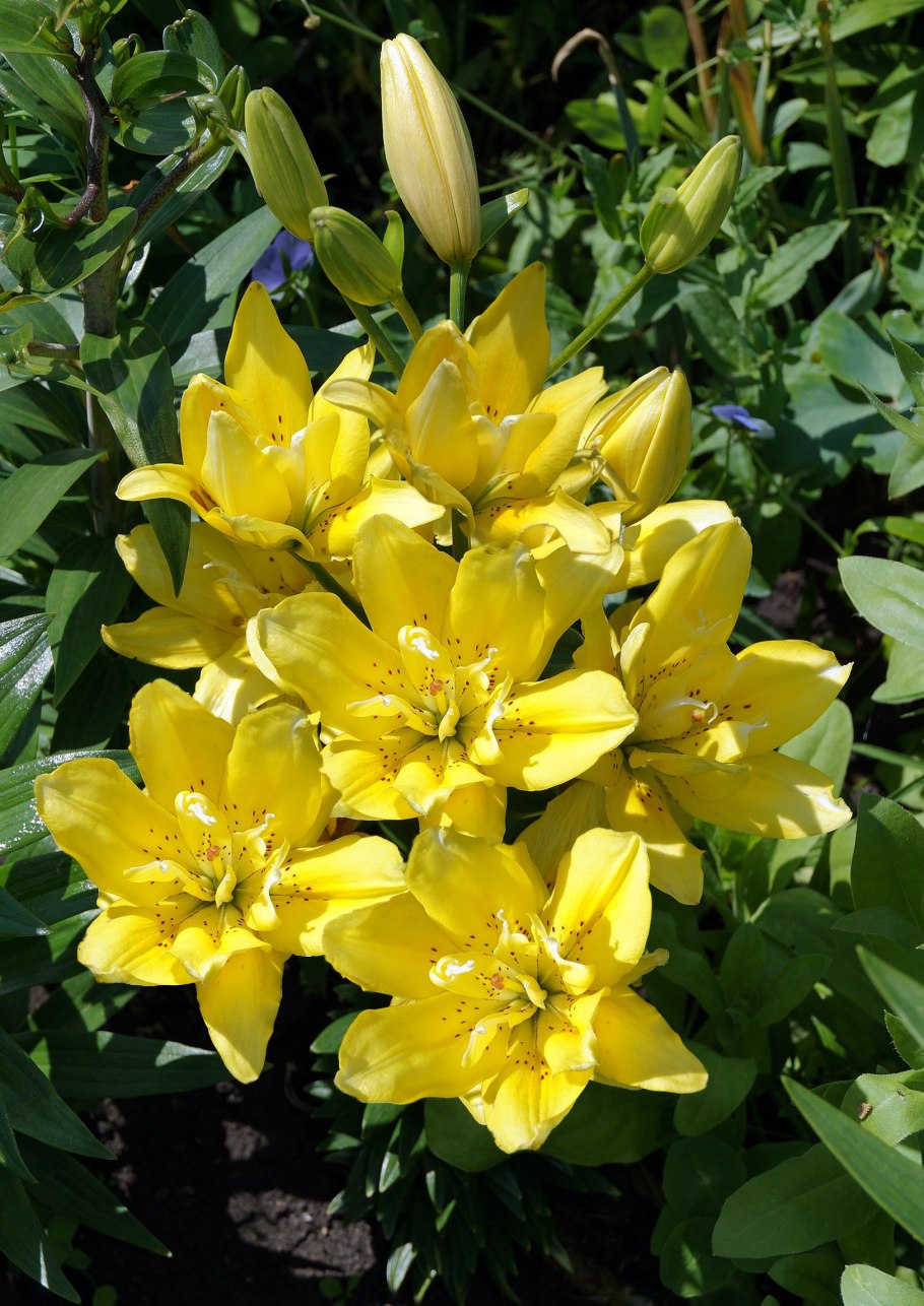 Лилия fata Morgana