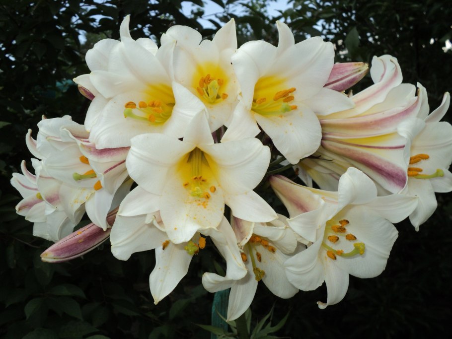 Лилия от-гибрид Будлайт