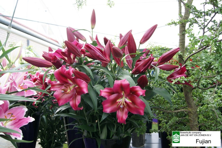 Лилия Уайт айз