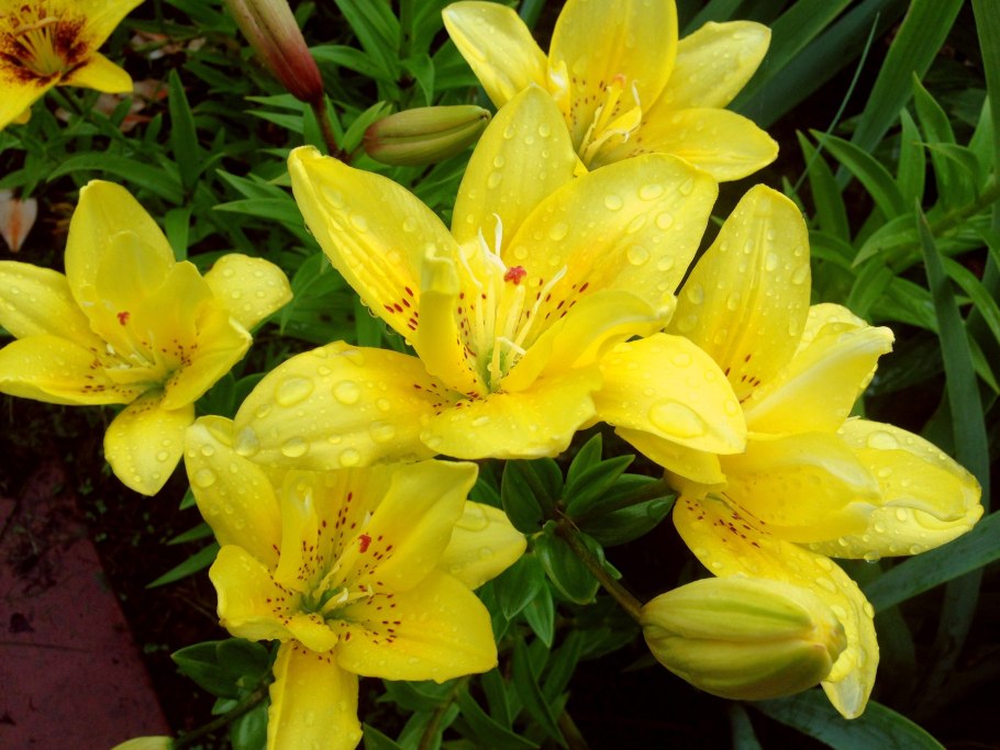 Лилия азиатская фата моргана