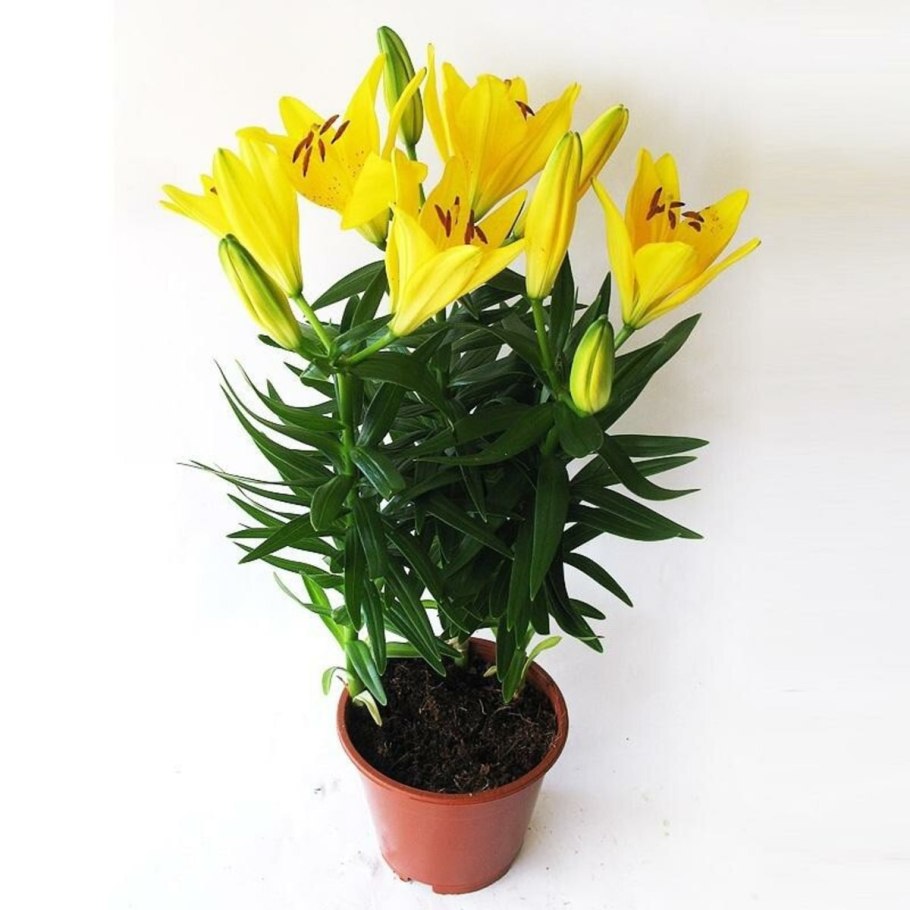 Лилия азиатская горшечная микс