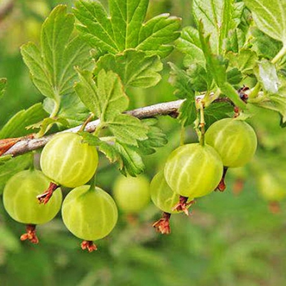 Крыжовник Куршу дзинтарс