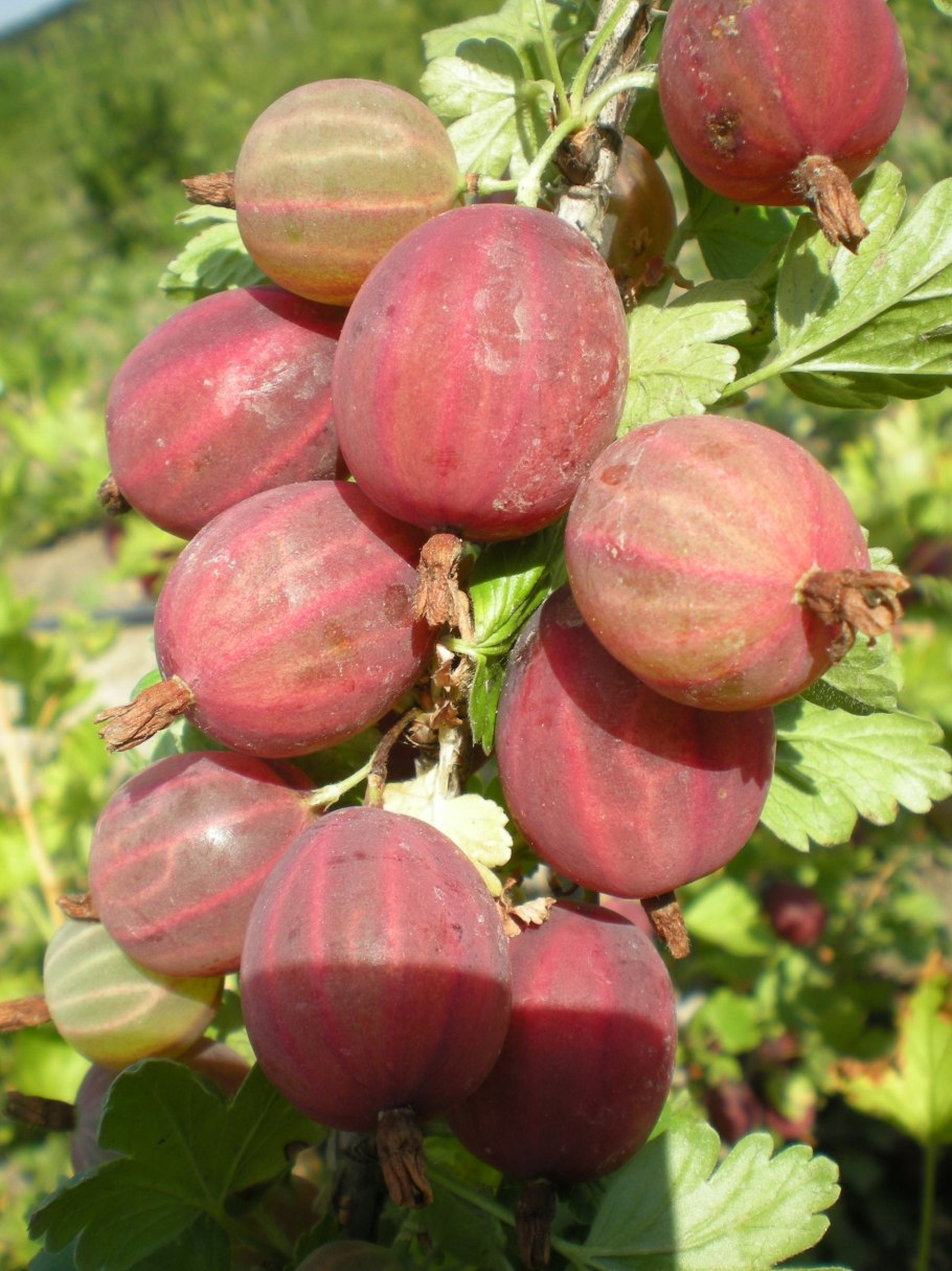 Крыжовник Донецкий крупноплодный