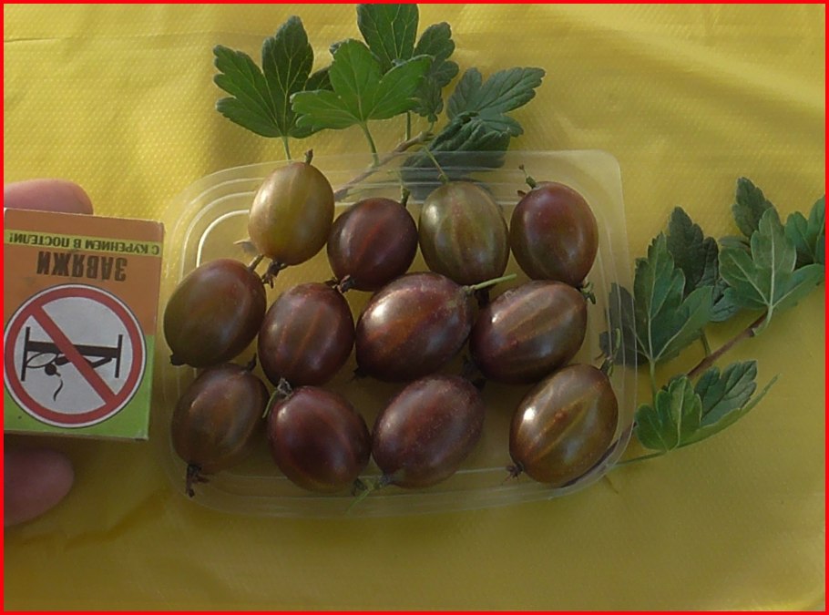 Лада крыжовник