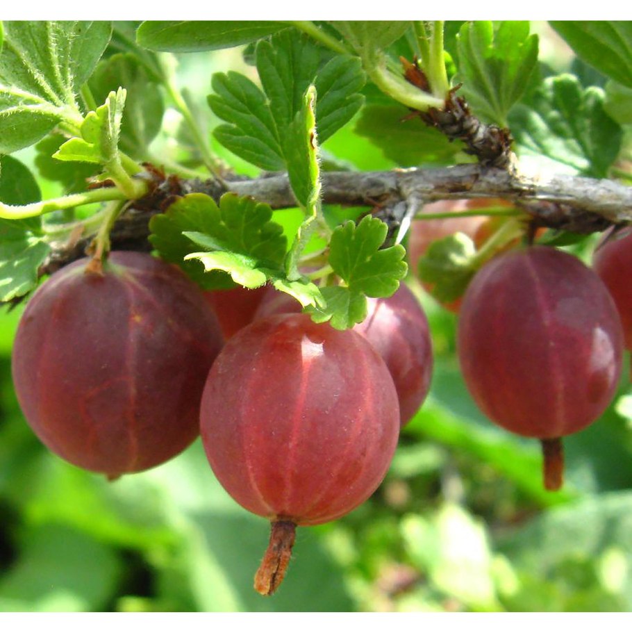 Крыжовник сорт Краснославянский