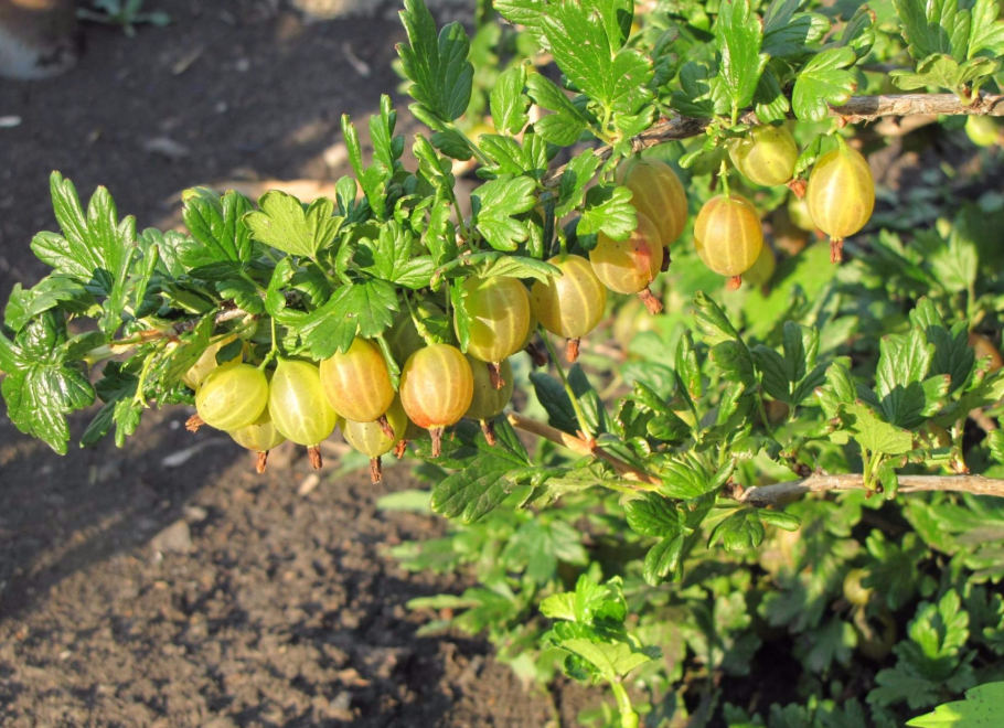 Крыжовник hinnonmainen keltainen