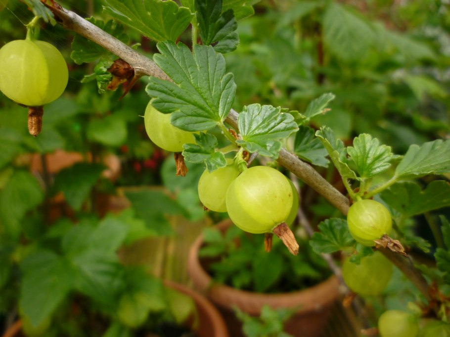 Крыжовник красноплодный