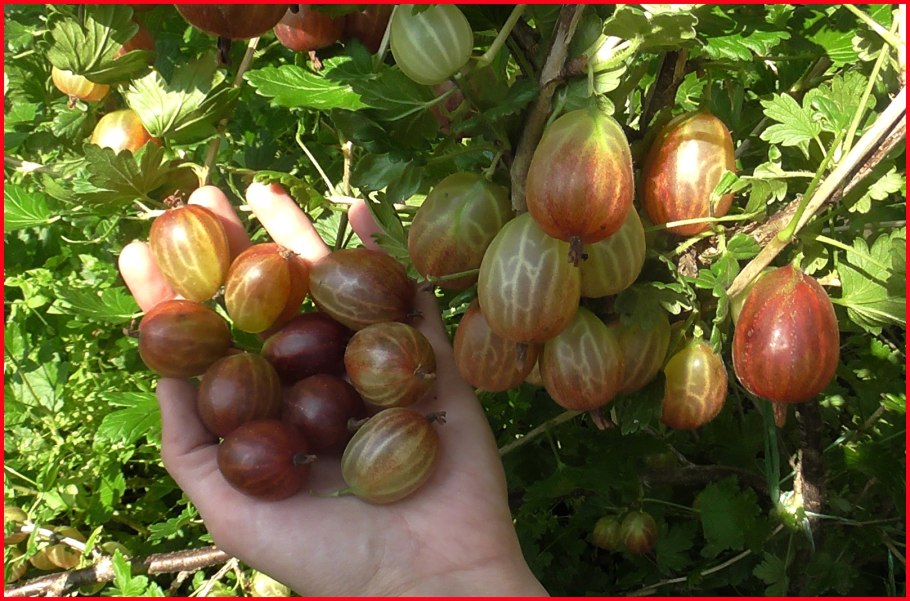 Крыжовник Уральский бесшипный