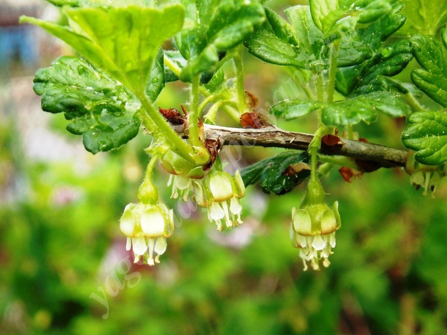 Крыжовник зеленый полосатый