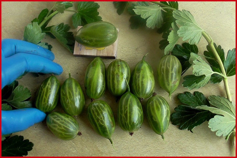 Крыжовник сорт Краснославянский