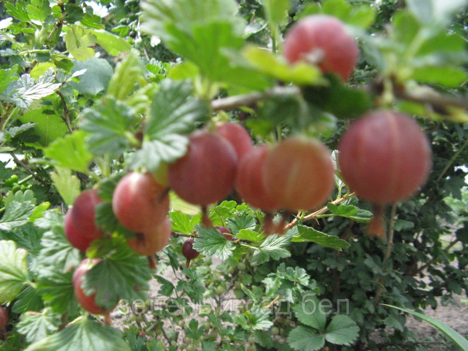 Саженцы крыжовник Машека