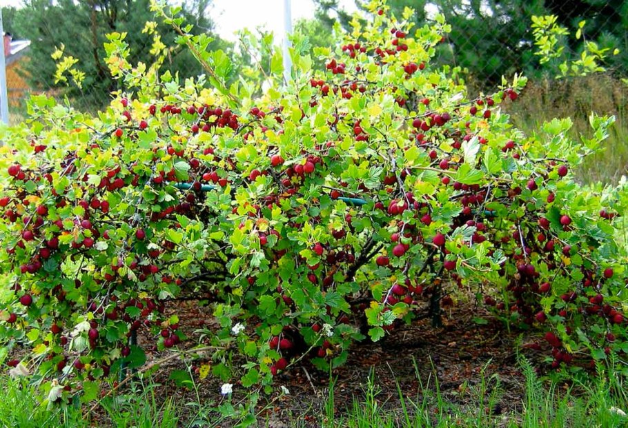 Крыжовник сорт «Арлекин»
