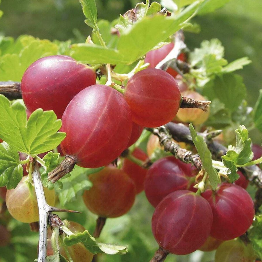 Крыжовник Хиннонмаки Рэд