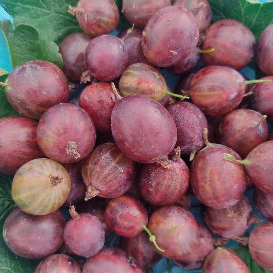 Тиксия крыжовник описание