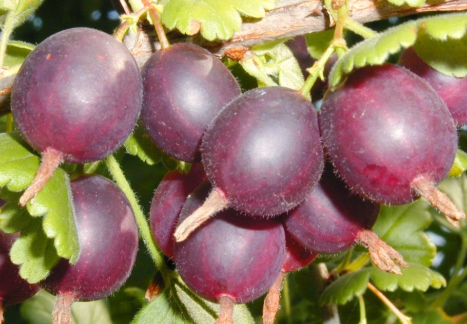 Сибирский крыжовник