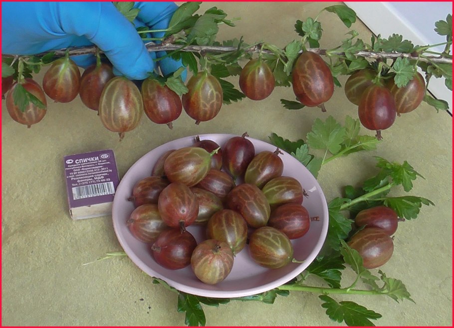 Крыжовник сорт Уральский бесшипный