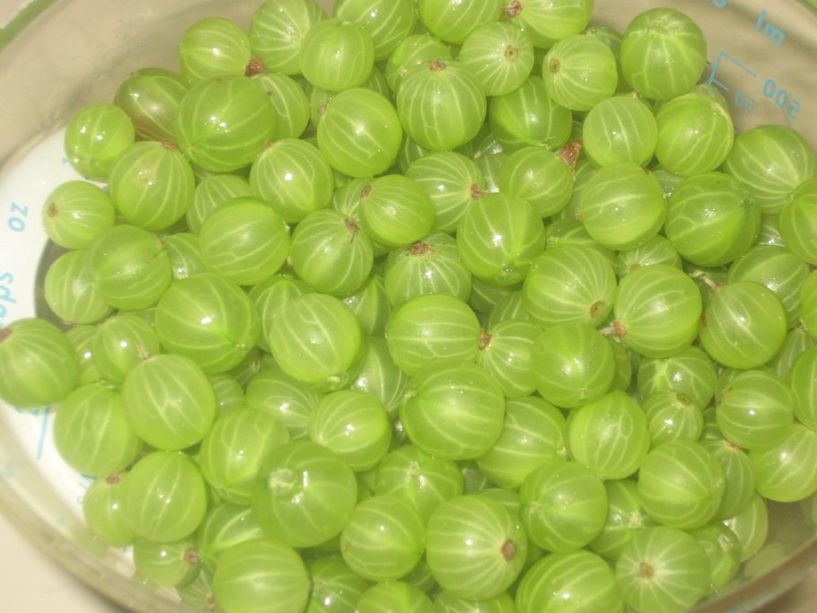 Крыжовник сорт Краснославянский