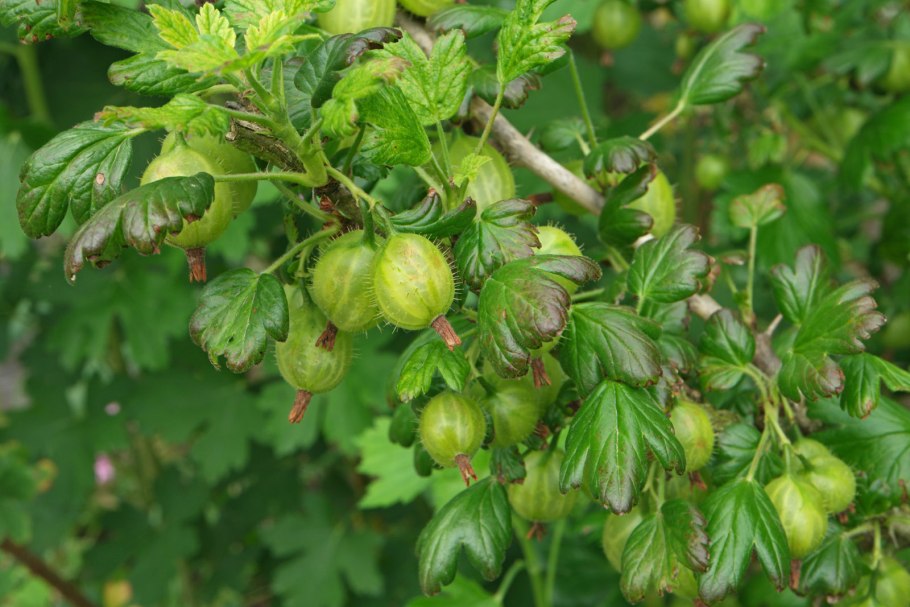 Крыжовник желтый дзинтарс Куршу