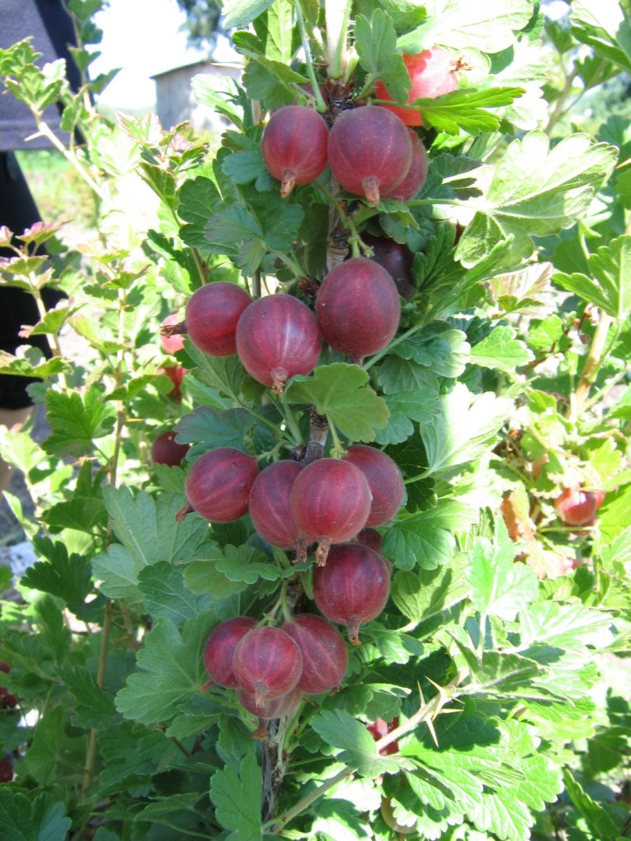 Сорт крыжовника Черномор