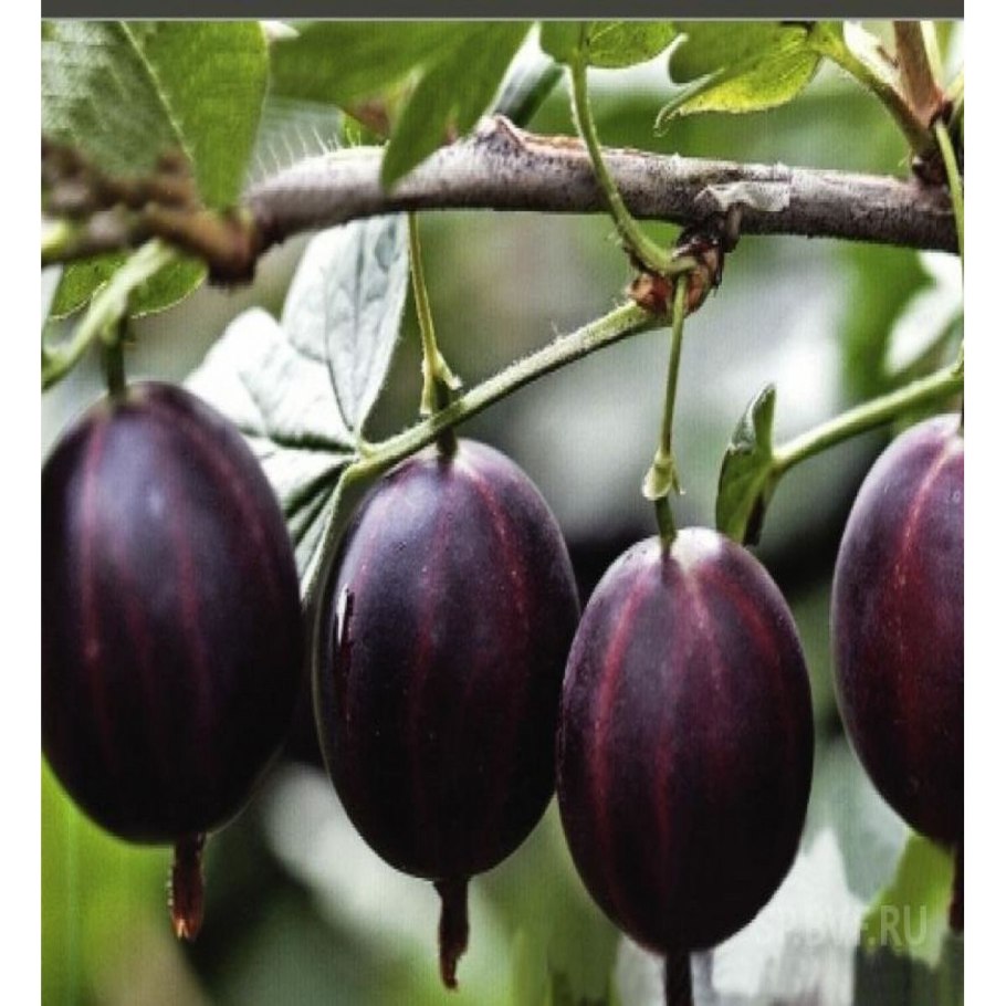 Крыжовник крупный сорта для средней полосы России