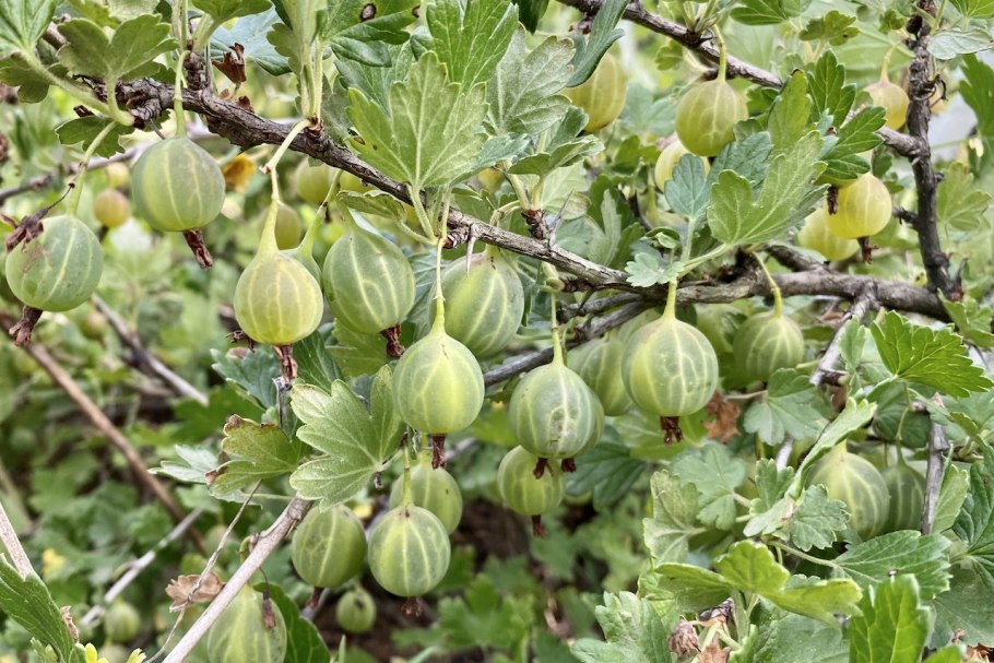 Крыжовник Уральский бесшипный