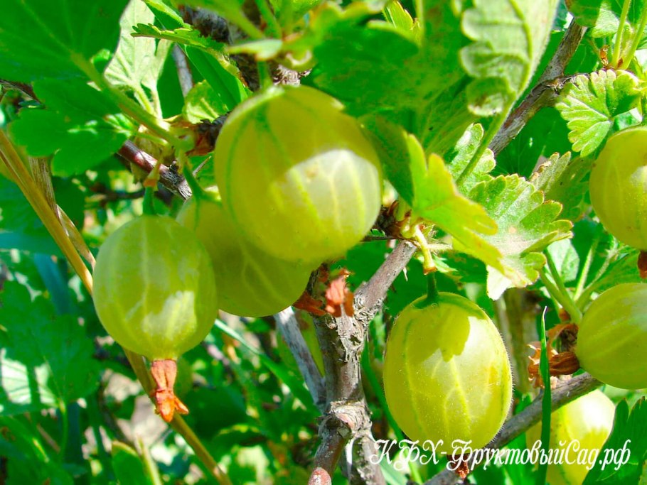 Сорт крыжовника Негус