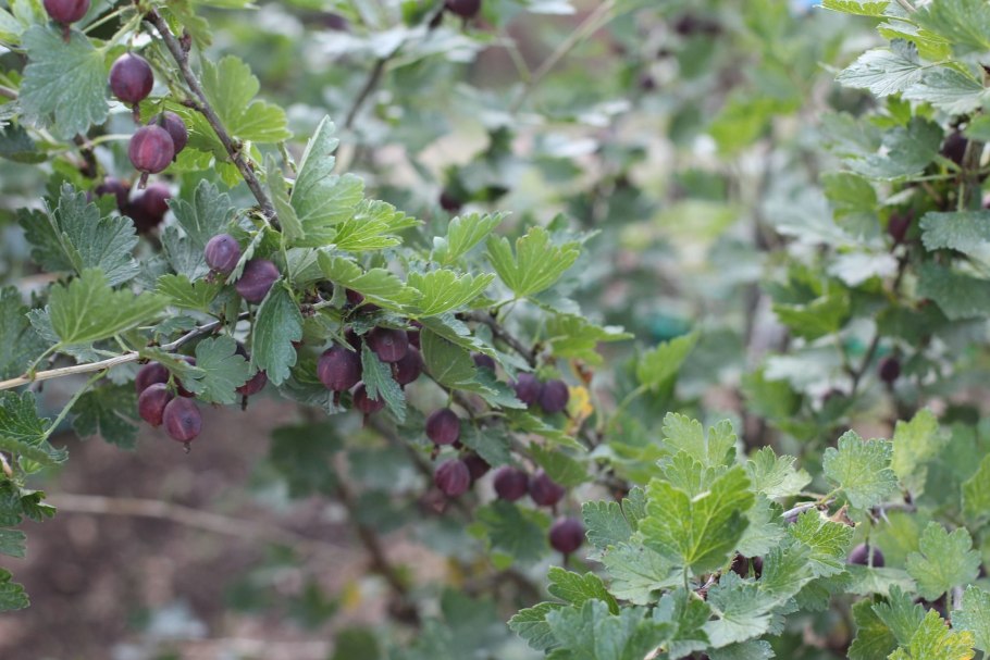 Крыжовник Аргус