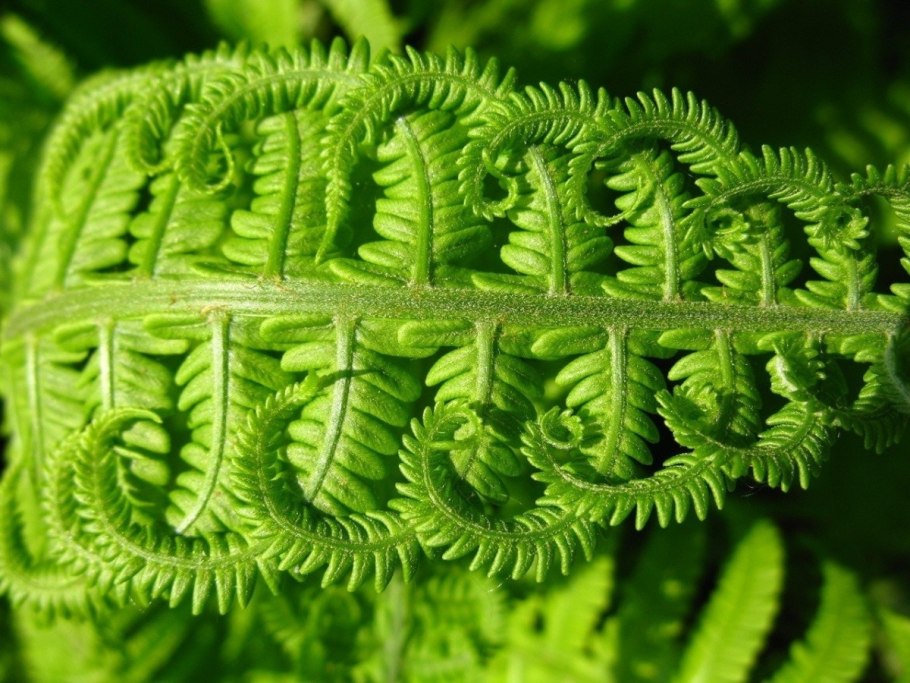 Папоротник Athyrium filix-Femina