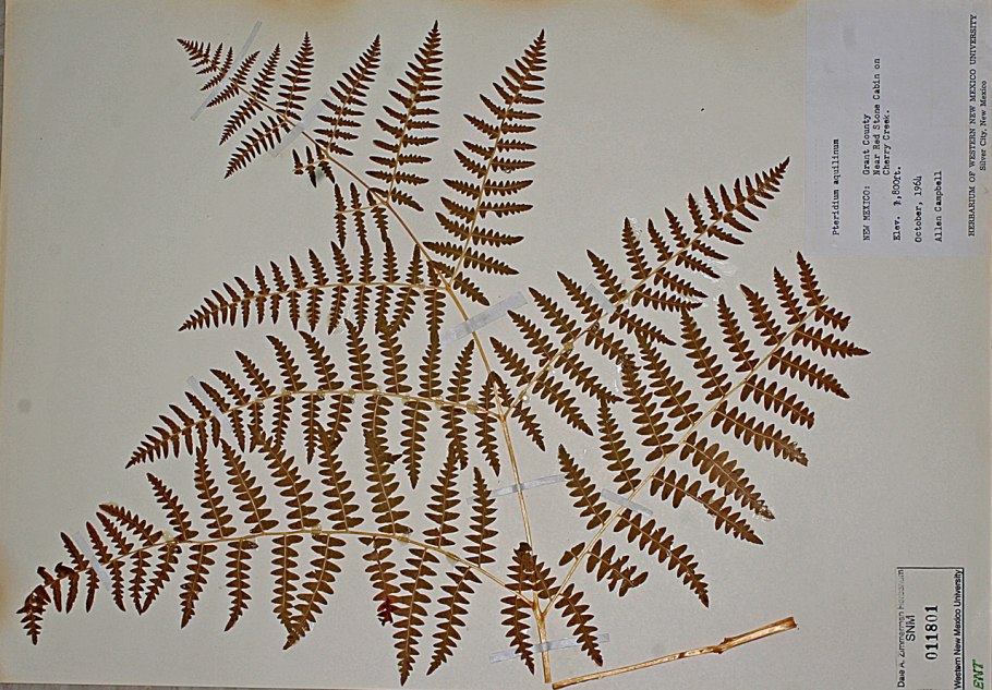 Орляк и Щитовник