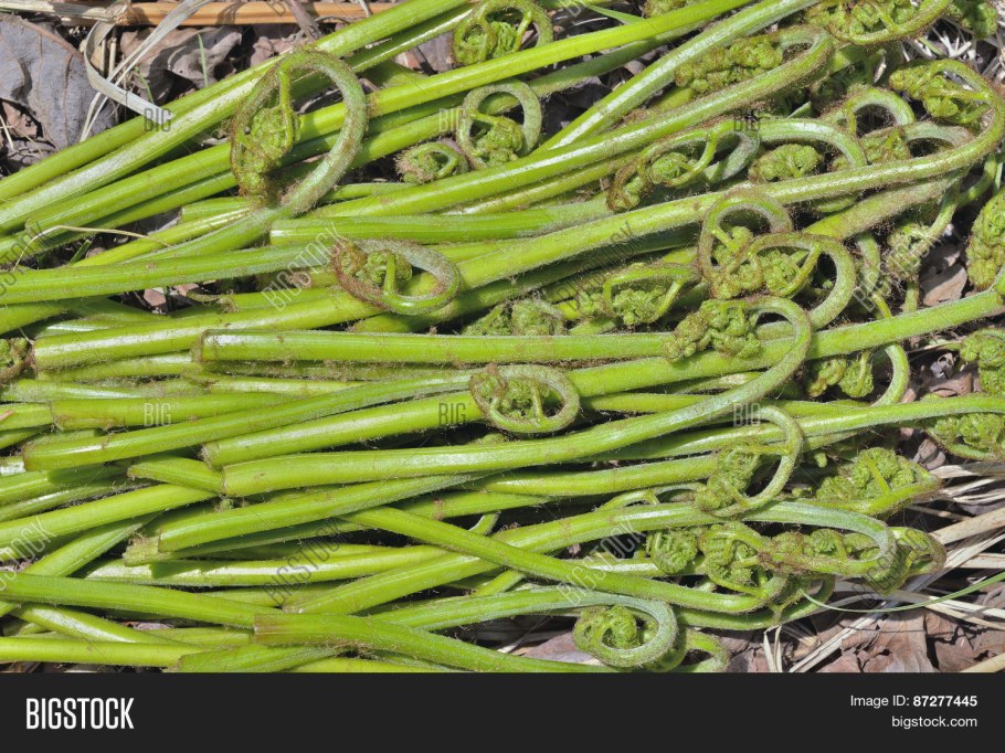 Папоротник Анаклия (орляк)