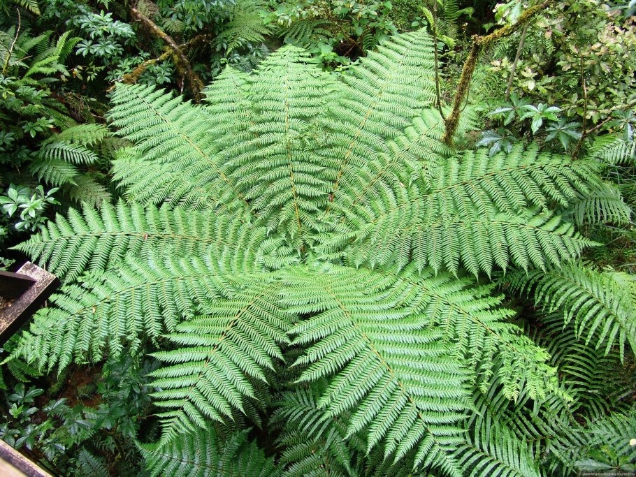 Папоротник орляк