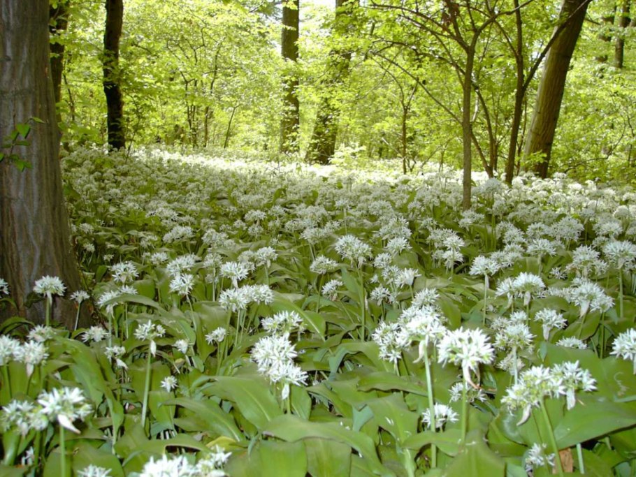 Лук Медвежий цветение