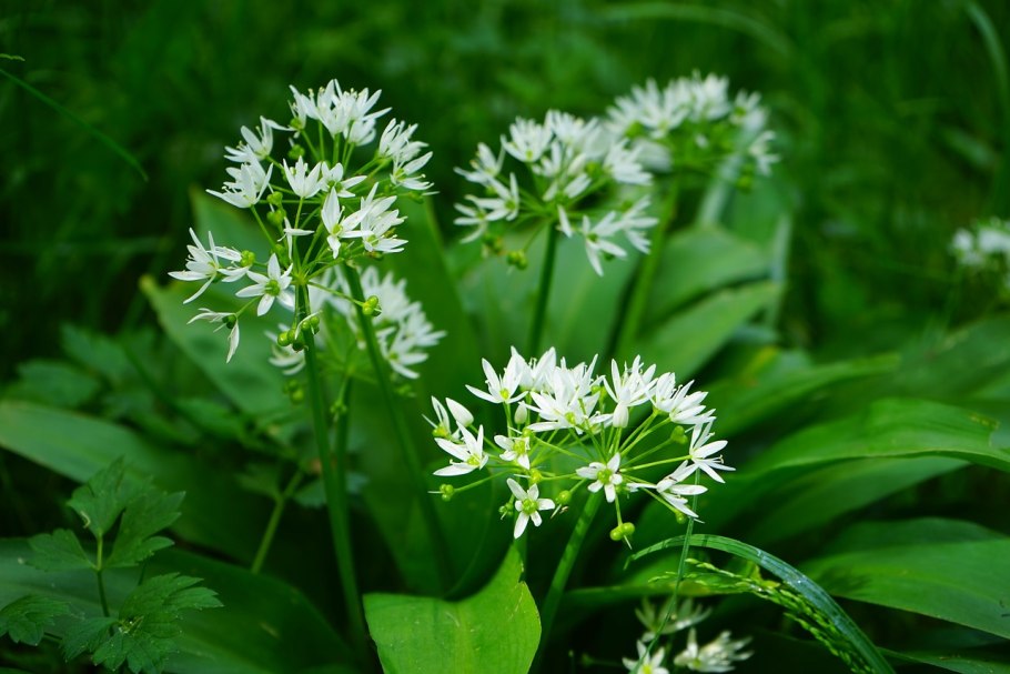 Allium ursinum черемша
