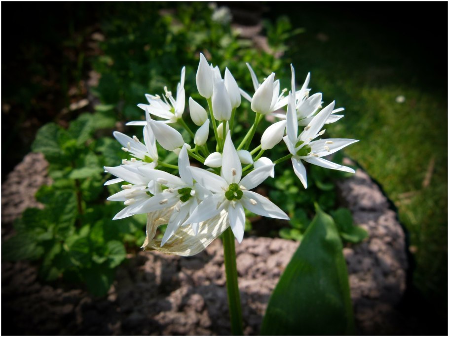 Черемша (Медвежий лук)