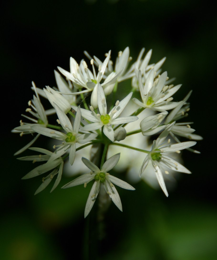 Черемша растение в лесу