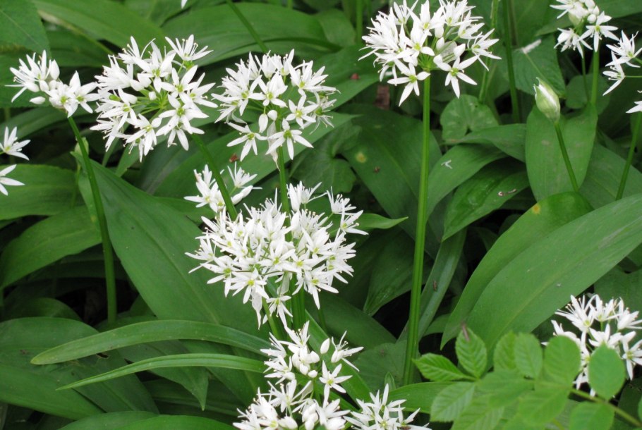 Лук Медвежий (Allium ursinum)