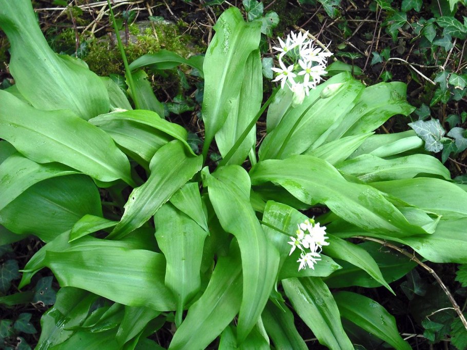 Allium ursinum черемша