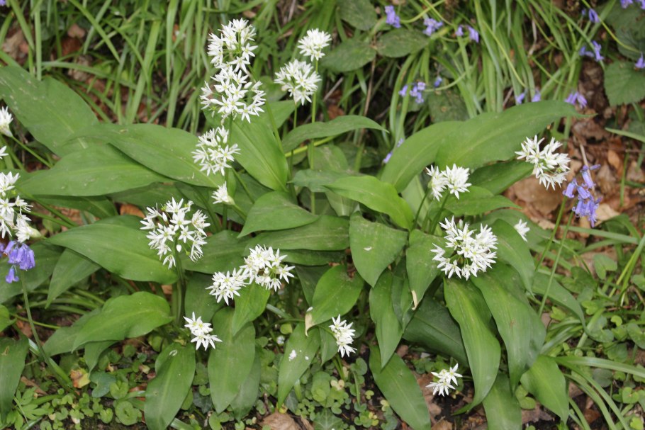 Лук Медвежий (Allium ursinum)