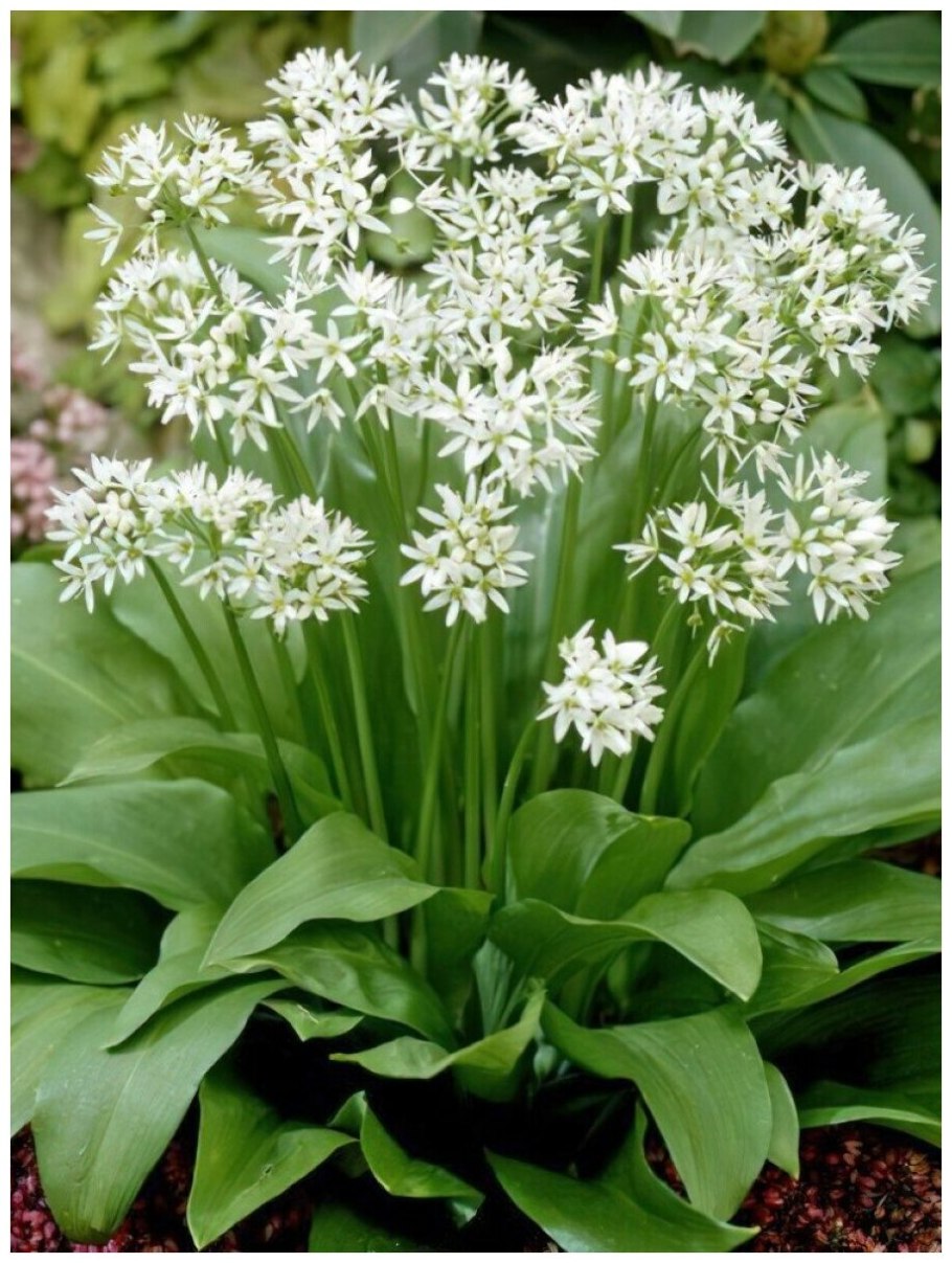 Черемша Дальневосточная