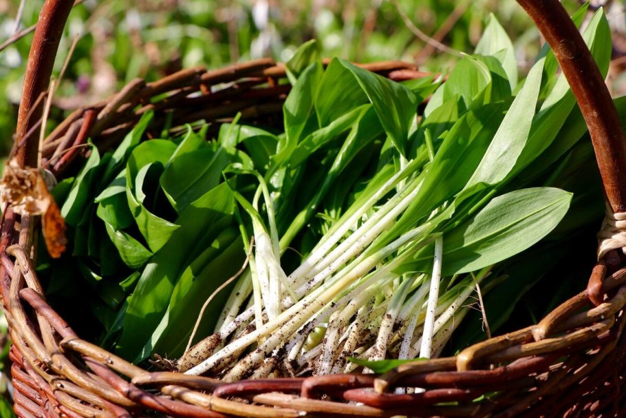 Черемша (Медвежий лук)